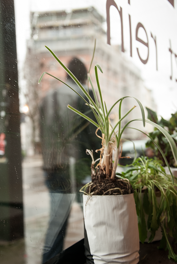 The picture is showing the installation Plantasylum by the artist Sandra Miriam Ehlen